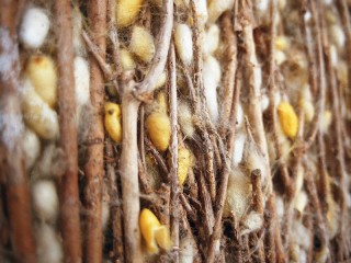 Visit Van Phuc silk village from Hanoi