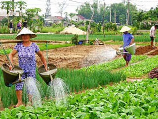 Visit Tra Que vegetable village