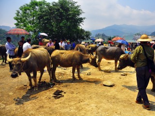 Sapa 3 Days Tour by Limousine bus