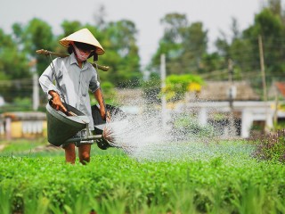 Visit Tra Que vegetable village