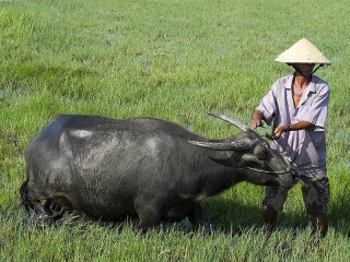 Essential Vietnam 10 Days Tour - 35% off